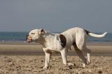BOULEDOGUE AMERICAIN 218